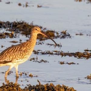 Eurasian Curlew