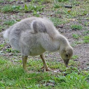 Greylag Goose