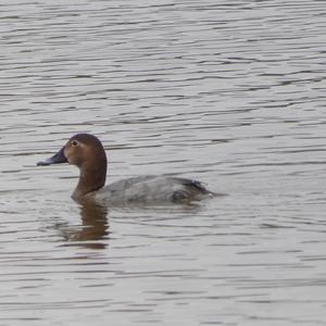 Common Pochard