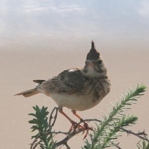 Crested Lark