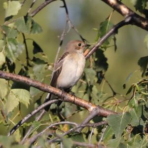 European Pied Flycatcher