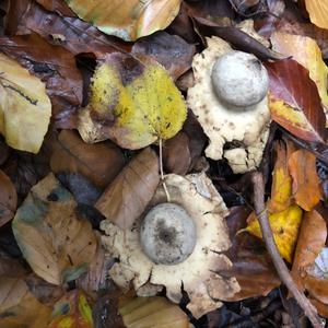 Collared Earthstar