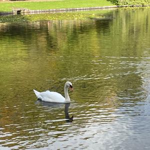 Mute Swan