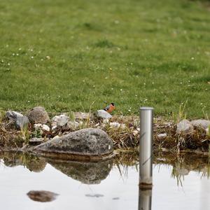 Eurasian Bullfinch