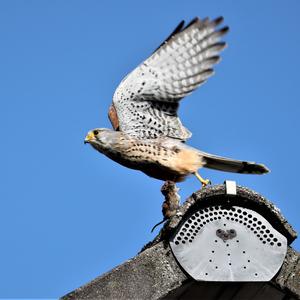 Common Kestrel