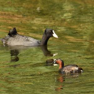 Little Grebe