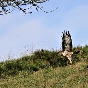 Mäusebussard