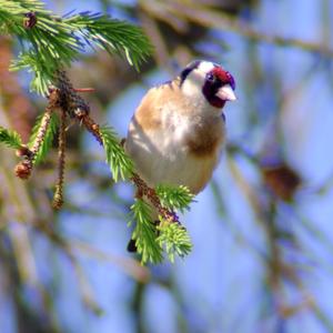 European Goldfinch