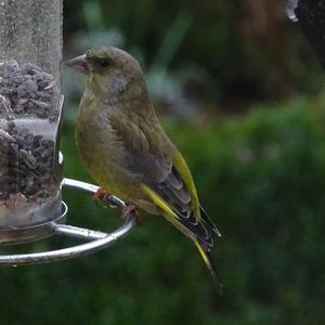 European Greenfinch