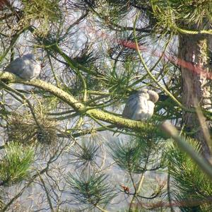 Eurasian Collared-dove