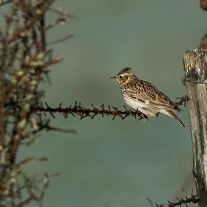 Eurasian Skylark