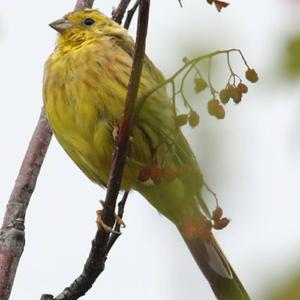 Yellowhammer