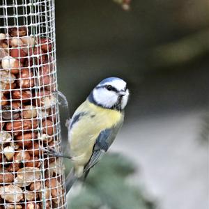 Blue Tit