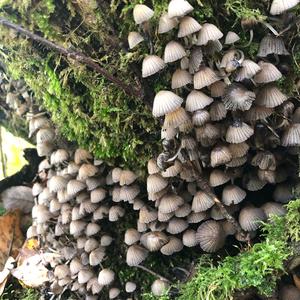 Non-inky Coprinus