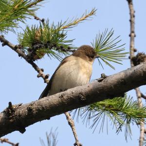 European Pied Flycatcher