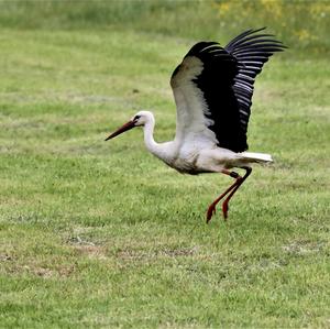 White Stork