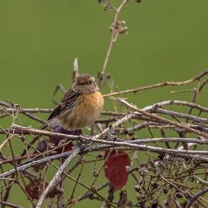 European stonechat