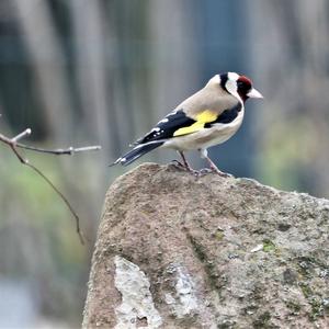 European Goldfinch