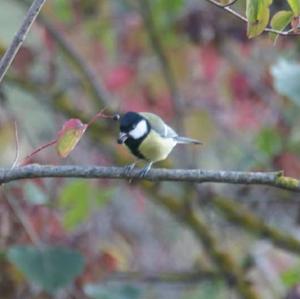 Great Tit