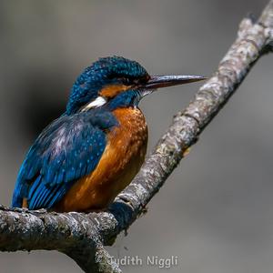 Common Kingfisher