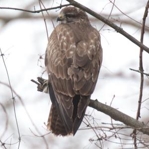 Common Buzzard