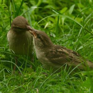 House Sparrow