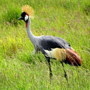 Grey Crowned-crane