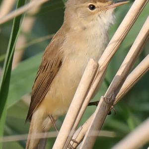 Eurasian Reed-warbler