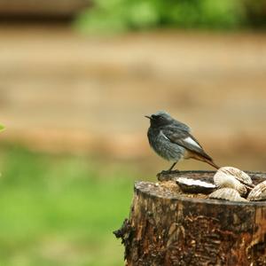 Black Redstart