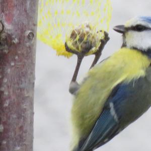 Blue Tit