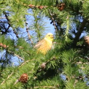 Yellowhammer