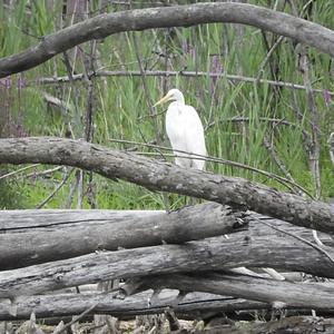 Great Egret