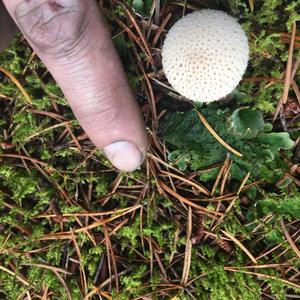 Gem-studded Puffball