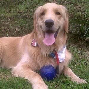 Retriever (Golden)