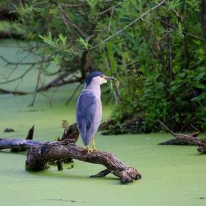 Black-crowned Night-heron