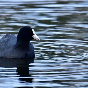 Common Coot