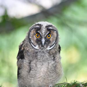 Long-eared Owl