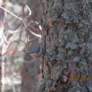 Wood Nuthatch