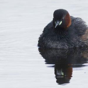 Little Grebe