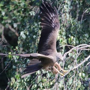 Black Kite