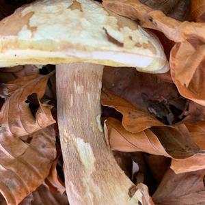 Summer Bolete