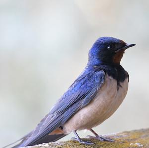 Barn Swallow