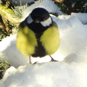 Great Tit