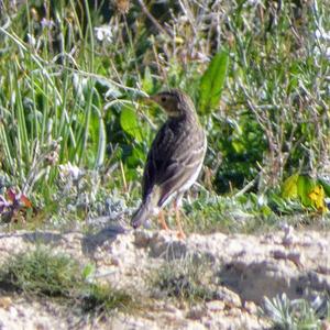 Meadow Pipit