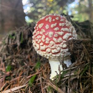 Fly Agaric