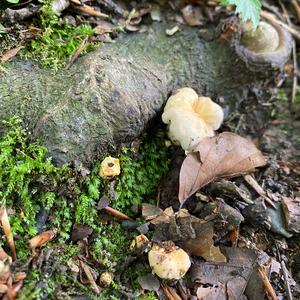 Chanterelle, Common