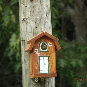 Eastern Bluebird