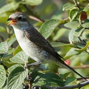 Red-backed Shrike