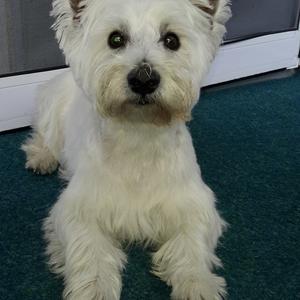 West Highland White Terrier