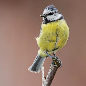 Blue Tit